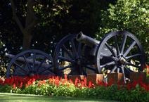 Historical cannon with red flowers and green foliage