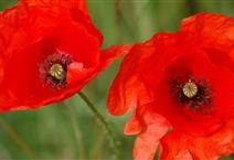 Vibrant red poppies in a garden